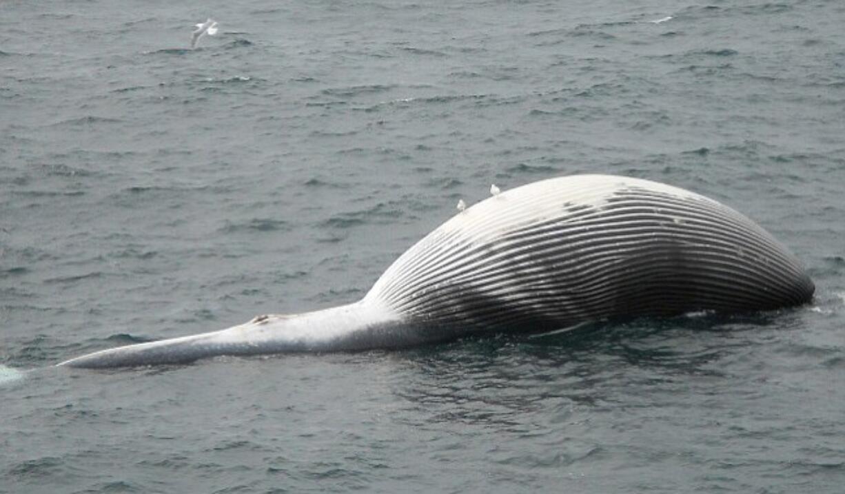 MV Kennicott crew courtesy NOAA
A dead fin whale, later named FW01, floats outside Marmot Bay in Alaska on May 23. Scientists there are studying the recent deaths of whales and other marine life.