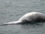 MV Kennicott crew courtesy NOAA
A dead fin whale, later named FW01, floats outside Marmot Bay in Alaska on May 23. Scientists there are studying the recent deaths of whales and other marine life.