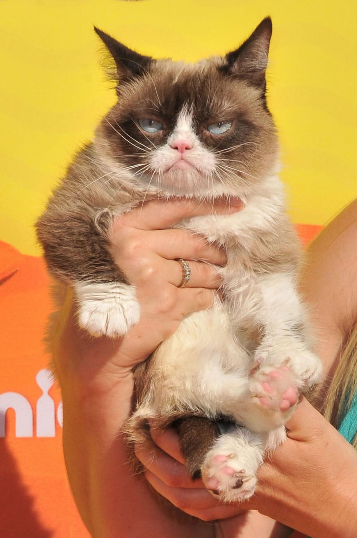 Grumpy Cat arrives March 28 at Nickelodeon's 28th Annual Kids' Choice Awards at the Forum in Inglewood, Calif.