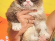 Grumpy Cat arrives March 28 at Nickelodeon's 28th Annual Kids' Choice Awards at the Forum in Inglewood, Calif.