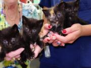 These kittens were found in a cardboard box outside Companion Pet Clinic in Salmon Creek.