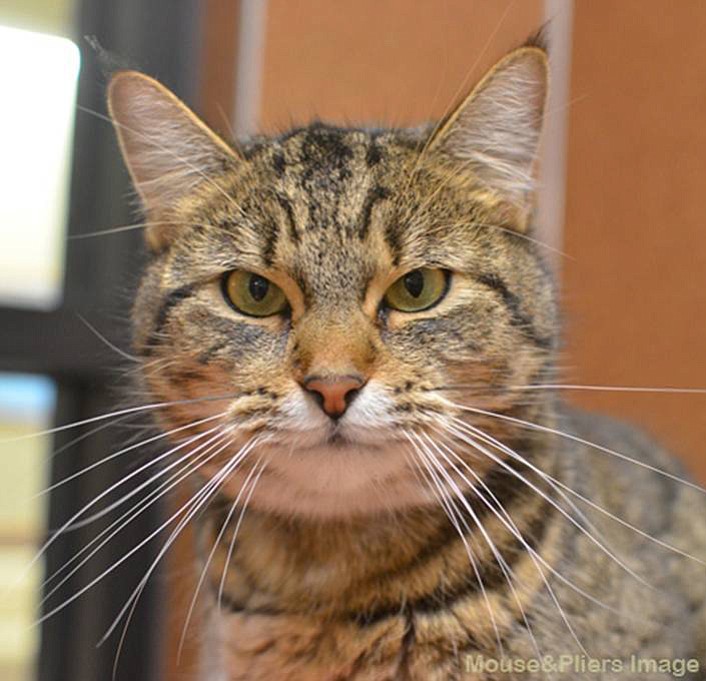 Baton Rouge is a 2 1/2-year-old brown tabby. He is declawed, so he will need an indoor-only home and will need a slow introduction to any other cats that you may have. He also would need to meet any children, as well. These pets are among those available for adoption from noon to 6 p.m. Tuesday through Sunday at the Humane Society for Southwest Washington, 1100 N.E. 192nd Ave., Vancouver. The Humane Society is closed to the public on Mondays. Fees -- which can include registered microchip, health exam, a spay or neuter certificate and vaccination -- vary.