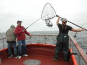 Deckhand Donald Pitts nets a salmon for a charter angler off the Washington in 2014.