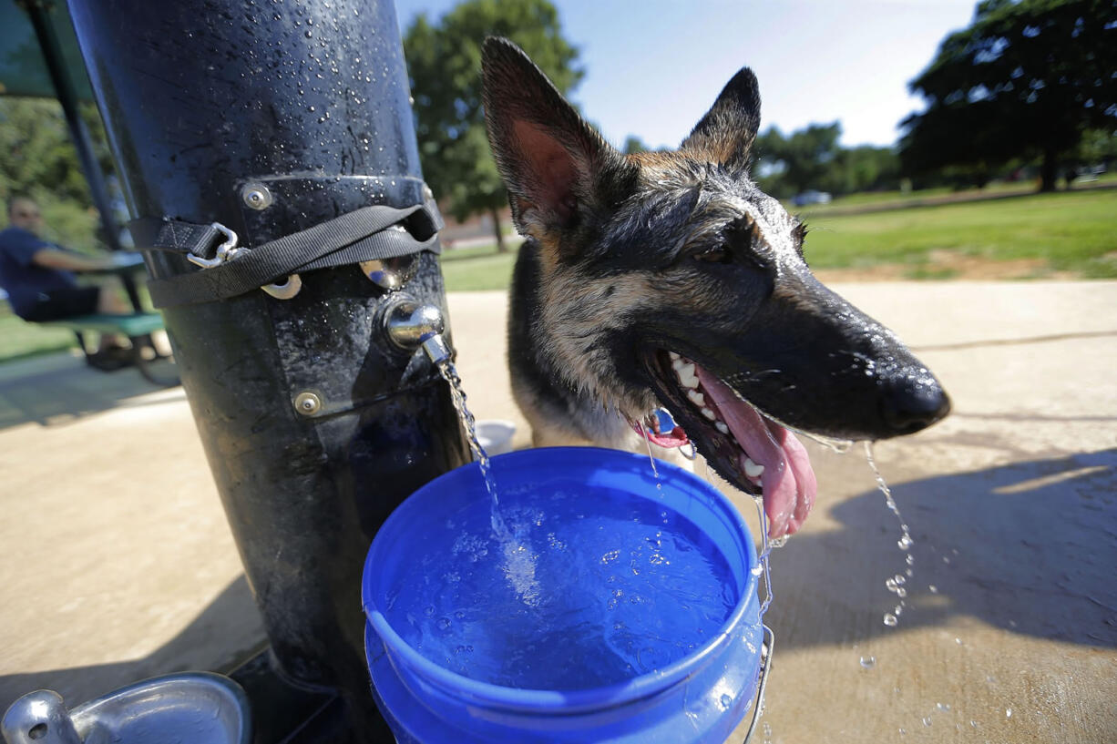 Sasha, a 2-year-old German shepherd, gets a cool drink of water July 11 after playing with owner Janet de Oliveira at Tipps Canine Hollow Dog Park in North Richland Hills, Texas.