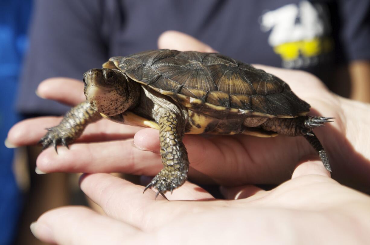 The Oregon Zoo and volunteers release a group of western pond turtles into the wild on July 25, 2012, at a site in the Columbia River Gorge.