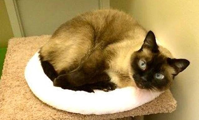 Chen is an 11-year-old Siamese mix whose owner could no longer care for him. He is laid-back, playful and friendly. He once lived happily with a dog and does well with older children.