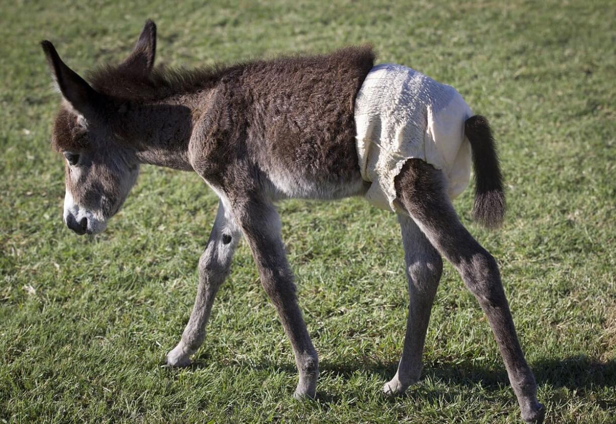 Miniature donkey Ricky Bobby wears diapers in the home of Johanna Wilson, a staff member with the Humane Society of North Texas, who has adopted him.