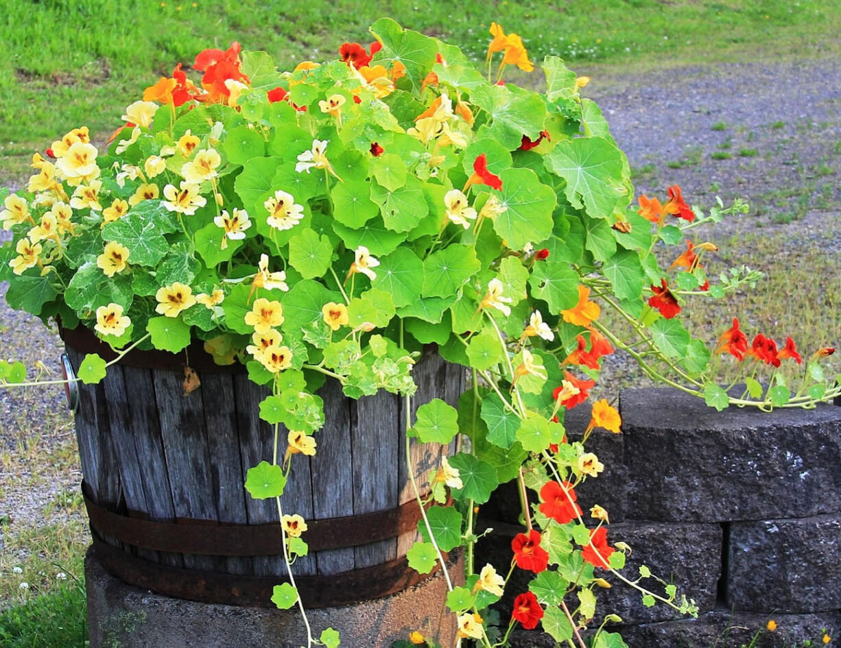 Robb Rosser
A nasturtium filled planter adds a touch of beauty to the landscape and flavor to the table.