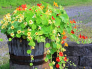 Robb Rosser
A nasturtium filled planter adds a touch of beauty to the landscape and flavor to the table.