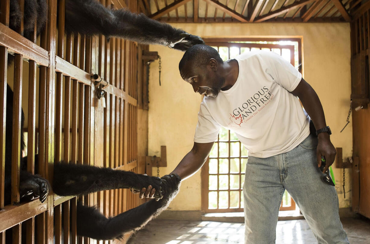 In the morning before the gorillas are let out into the fenced-in outside area of Senkwekwe Center, two of the orphaned gorillas reach out of their cages to Andre Bauma on Sept. 29, 2014 in the Democratic Republic of Congo. Bauma's &quot;human family&quot; lives outside of Virunga, so he usually spends three weeks living with and caring for the orphaned gorillas at Senkwekwe Center in Virunga, and one week at home with his family. He says his &quot;human family&quot; understands that it is important for him to stay with and care for the gorillas, and when he leaves home, his children will tell him to say hello to their &quot;sisters&quot; in Rumangabo - referring to the three female orphaned gorillas.