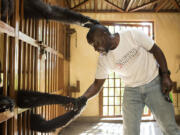 In the morning before the gorillas are let out into the fenced-in outside area of Senkwekwe Center, two of the orphaned gorillas reach out of their cages to Andre Bauma on Sept. 29, 2014 in the Democratic Republic of Congo. Bauma's &quot;human family&quot; lives outside of Virunga, so he usually spends three weeks living with and caring for the orphaned gorillas at Senkwekwe Center in Virunga, and one week at home with his family. He says his &quot;human family&quot; understands that it is important for him to stay with and care for the gorillas, and when he leaves home, his children will tell him to say hello to their &quot;sisters&quot; in Rumangabo - referring to the three female orphaned gorillas.