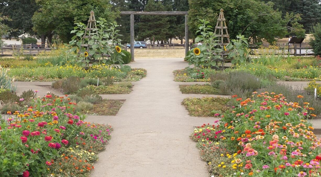 Robb Rosser
Continue deadheading annual zinnias to prolong the summer flower show.