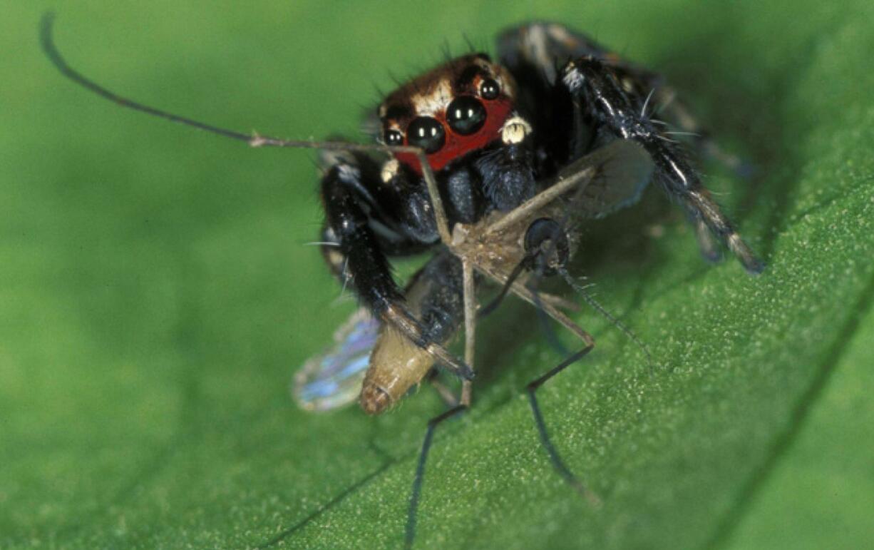 Robert Jackson/University of Canterbury
This jumping spider loves drinking human blood -- but out of a mosquito, not straight from a person, so it may be an ally in the fight against malaria.