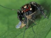 Robert Jackson/University of Canterbury
This jumping spider loves drinking human blood -- but out of a mosquito, not straight from a person, so it may be an ally in the fight against malaria.