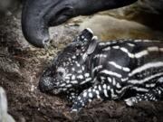 The Malayan tapir calf expores his space at the Minnesota Zoo for about an hour with mom Bertie on Aug. 12, 2015 in Apple Valley, Minn.