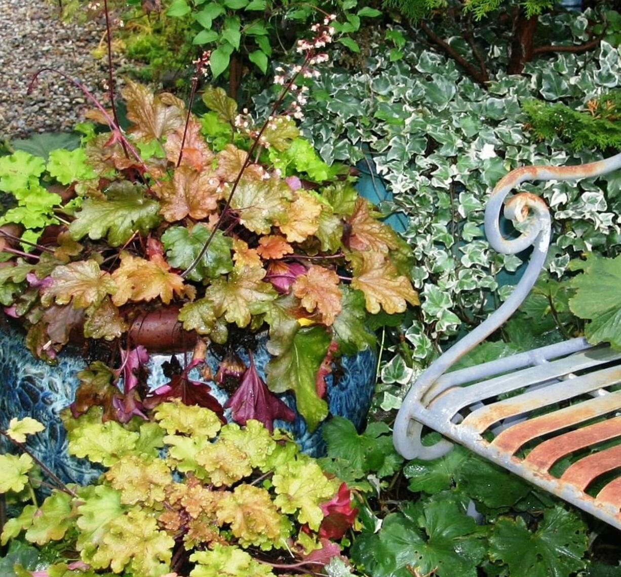 ROBB ROSSER
Heuchera 'Marmalade' is the perfect starter plant for experimenting with new leaf and flower color combinations.