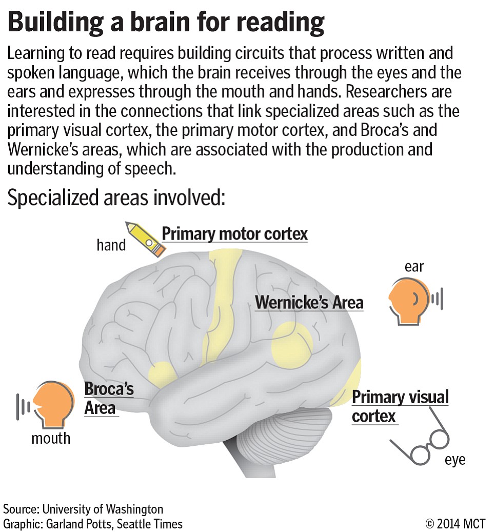 University of Washington researchers are investigating how a child's brain changes to master reading and writing.