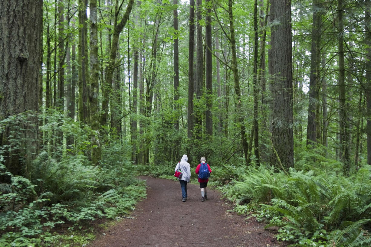 Lucas Carter, right, and Joel Weinmaster navigate through the forest as they participate in an event organized by the Columbia River Orienteering Club at Battle Ground Lake State Park in June.