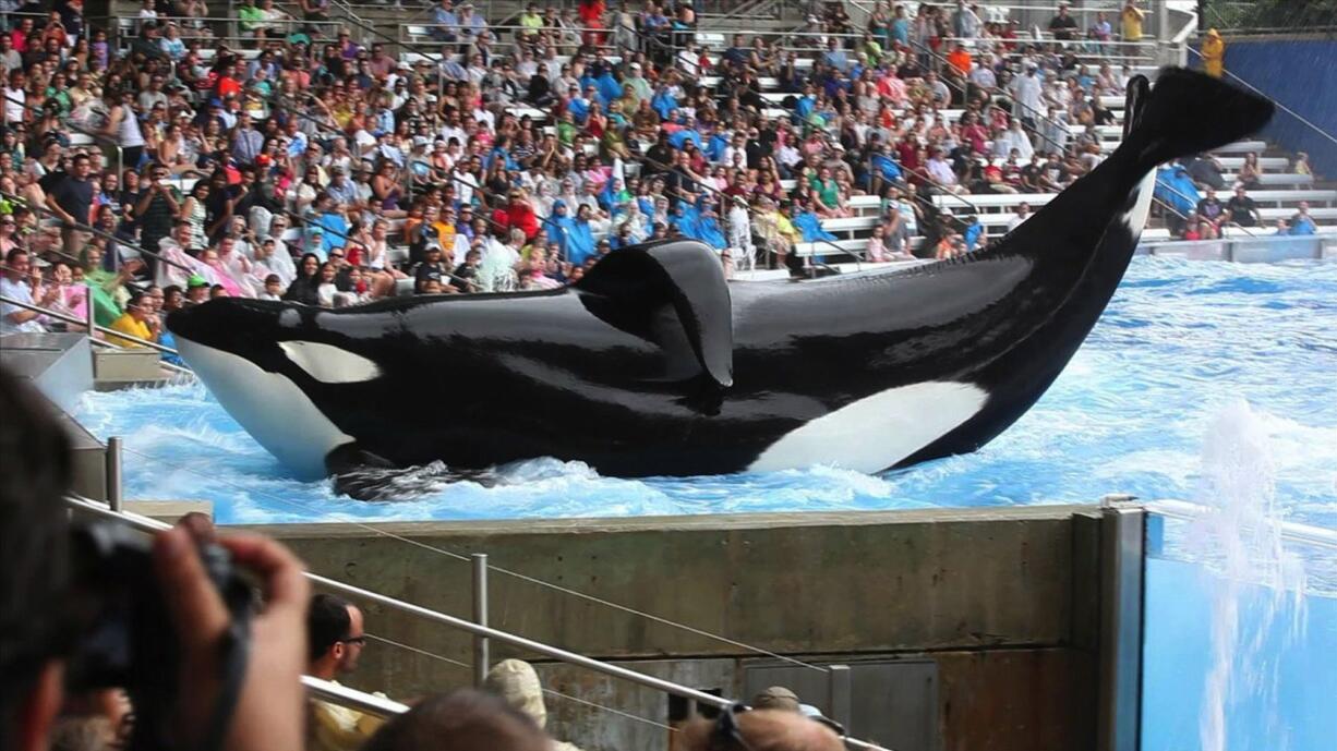 Magnolia Pictures files
Tilikum the orca is the focus of the film &quot;Blackfish.&quot;