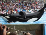 Magnolia Pictures files
Tilikum the orca is the focus of the film &quot;Blackfish.&quot;