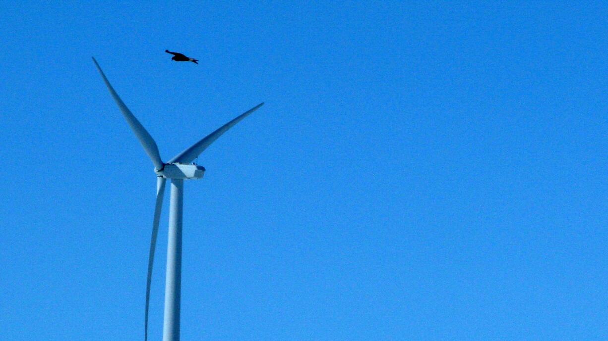 A golden eagle flies over a wind turbine on Duke Energy's wind farm in Converse County, Wyo.