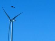 A golden eagle flies over a wind turbine on Duke Energy's wind farm in Converse County, Wyo.