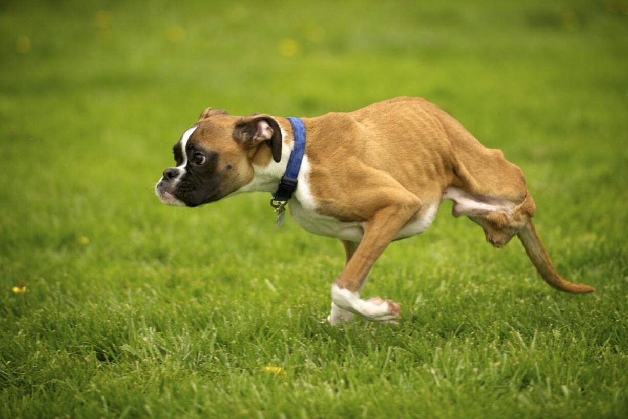 Duncan Lou Who, a two-legged boxer, runs in the yard of his Felida home in April. Duncan became an international media darling after a video of him playing on the beach went viral.