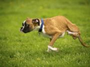 Duncan Lou Who, a two-legged boxer, runs in the yard of his Felida home in April. Duncan became an international media darling after a video of him playing on the beach went viral.