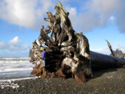 After a storm, the sun sometimes emerges at First Beach in La Push, on the Olympic Peninsula, where a visitor clambers on massive driftwood.