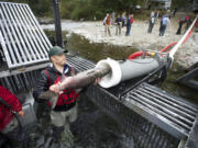 Whooshh Innovations' &quot;salmon cannon,&quot; used this year on the Washougal River in Clark County, continues to draw attention from around the globe.