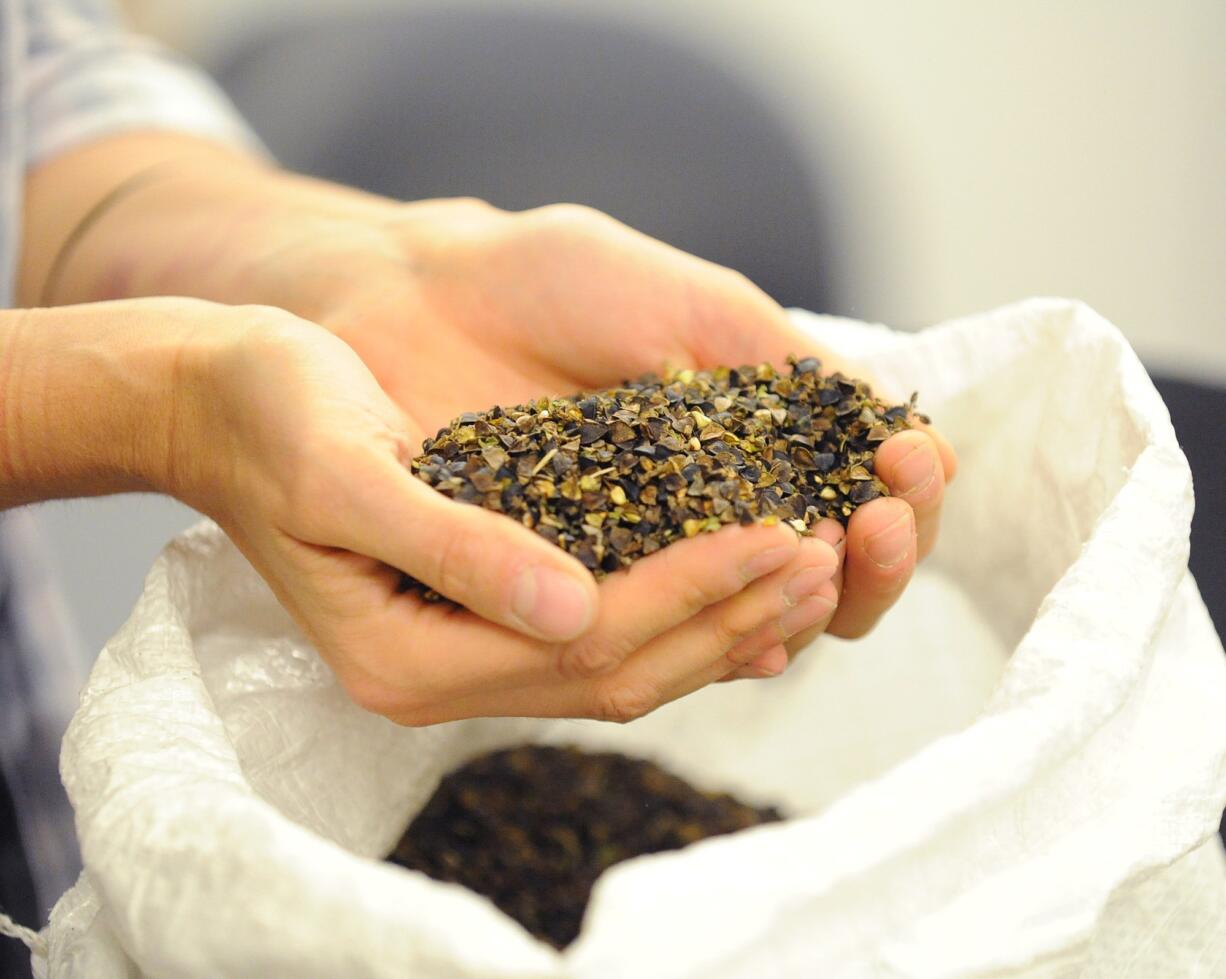 Becky Econoupoly, a Ph.D. student studying plant breeding at Washington State University, holds a handful of freshly threshed buckwheat Oct. 30 at the WSU Extension Center on Highway 536 in Mount Vernon.