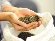 Becky Econoupoly, a Ph.D. student studying plant breeding at Washington State University, holds a handful of freshly threshed buckwheat Oct. 30 at the WSU Extension Center on Highway 536 in Mount Vernon.