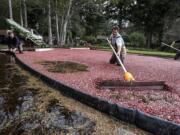 Ismet Gervalla, center, and Matthew Smith, far right, harvest cranberries, an October ritual at Starvation Alley Farms in Long Beach, Wash., the state's first certified organic cranberry grower. (Ellen M.