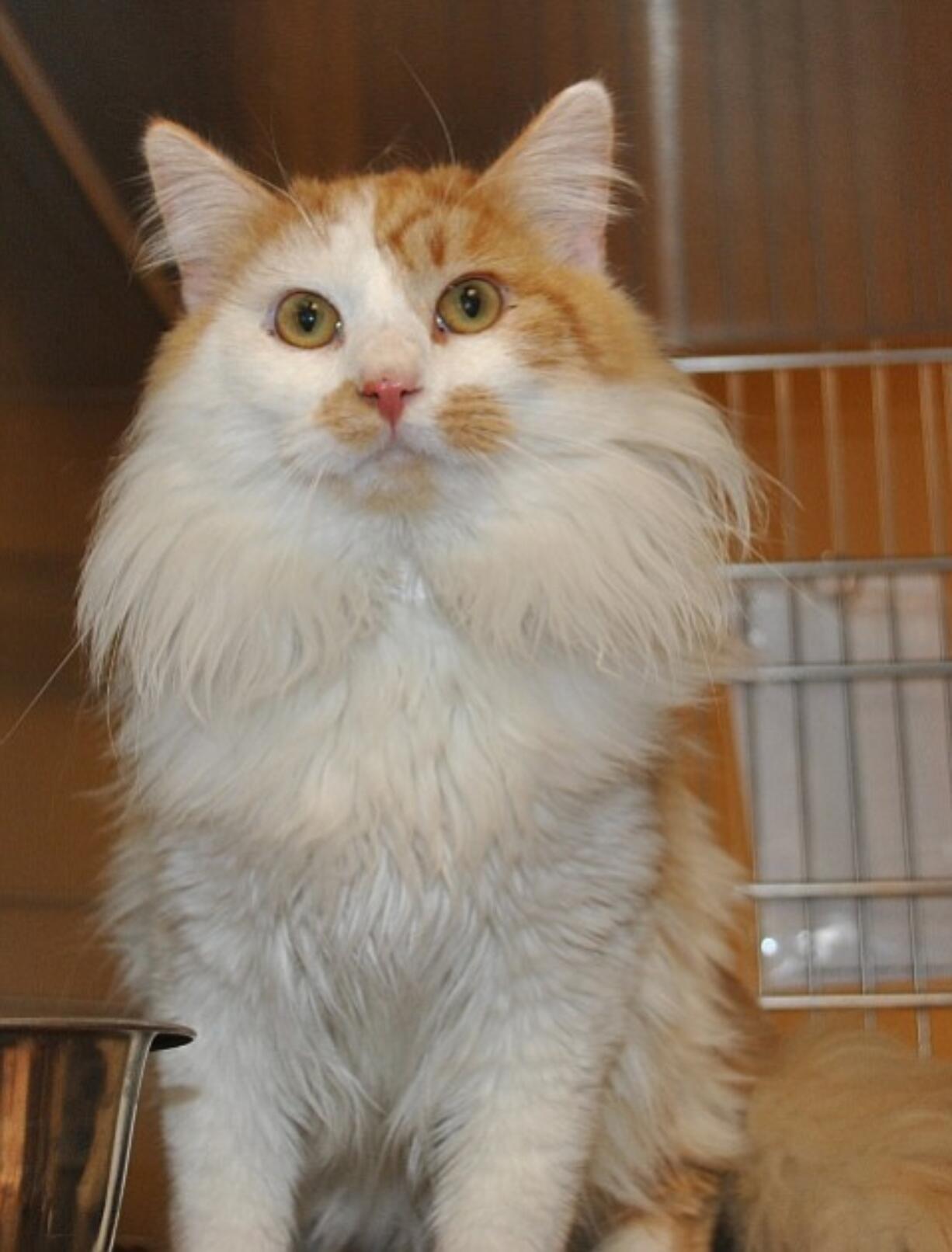 Meet Junior! He is a 2   year old Red and White Domestic Long Hair. He came to the shelter as a stray. Sadly, no one from his family ever came to take him back home. Now he is ready to start a new life with a family that will love him and keep him safe forever. Junior will need to be indoors only in order to keep his coat free of matts. Junior would like a home with children over the age of 14 since he doesn't like to be held long. He LOVES to play with other cats! This sweet and handsome man is ready to steal your heart away.