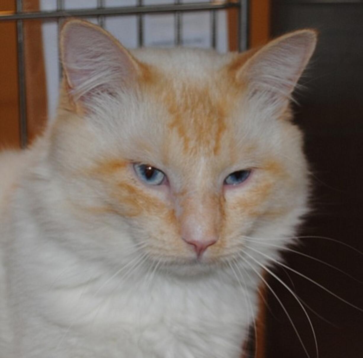 Mohawk is a 1-year-old flame point Siamese.