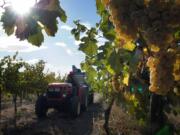 Riesling grapes hang in the sun about to be harvested by worker Casimero Delgado at Haak Vineyard, a Covey Run Wine vineyard, in Sunnyside.