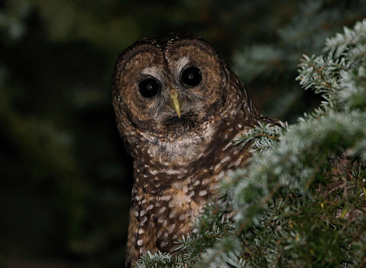 Northern Spotted Owl.