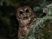 Northern Spotted Owl.