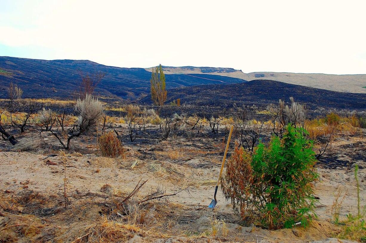 Columbia River Cannabis lost about half its mother plants in a wildfire more than a week ago.