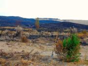 Columbia River Cannabis lost about half its mother plants in a wildfire more than a week ago.