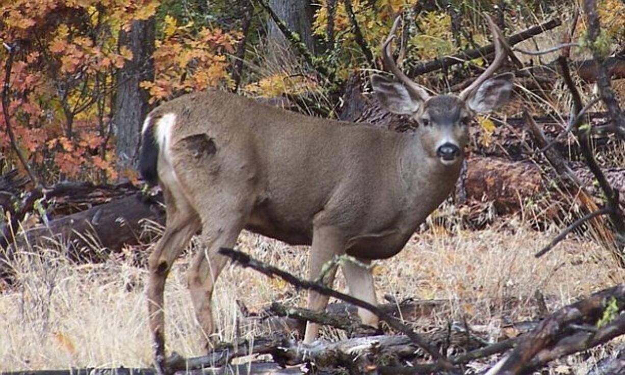 A blacktail deer