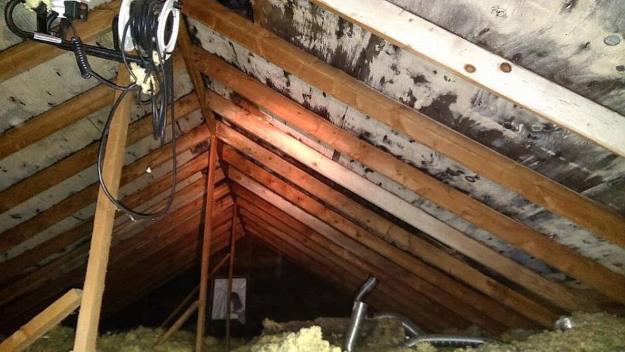 White and black mold covers the attic of Craig and Shelly Johnson's Vancouver home.