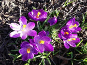 Crocuses bloom in a Felida yard on Sunday.