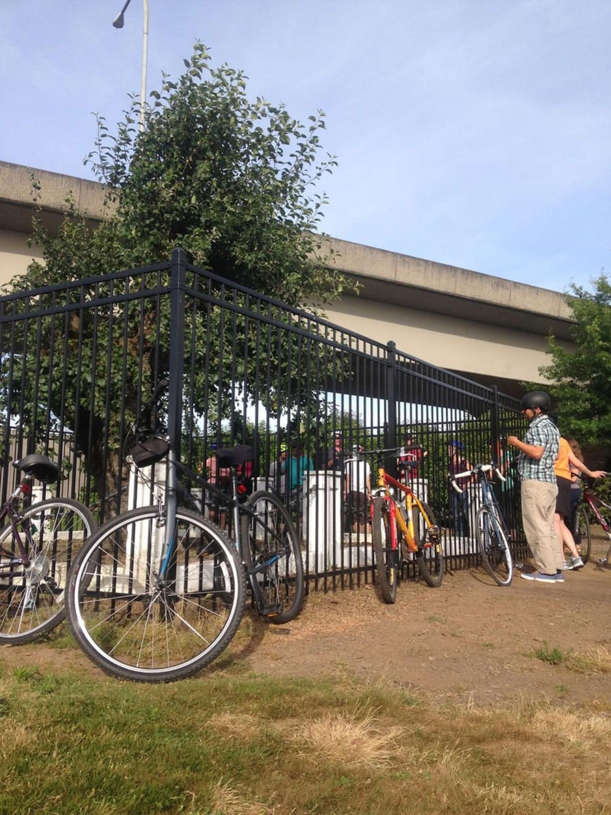 Esther Short: Riders at the Old Apple Tree during the City of Vancouver Urban Forestry's Heritage Tree Bicycle Tour on June 16.