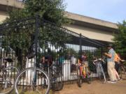 Esther Short: Riders at the Old Apple Tree during the City of Vancouver Urban Forestry's Heritage Tree Bicycle Tour on June 16.