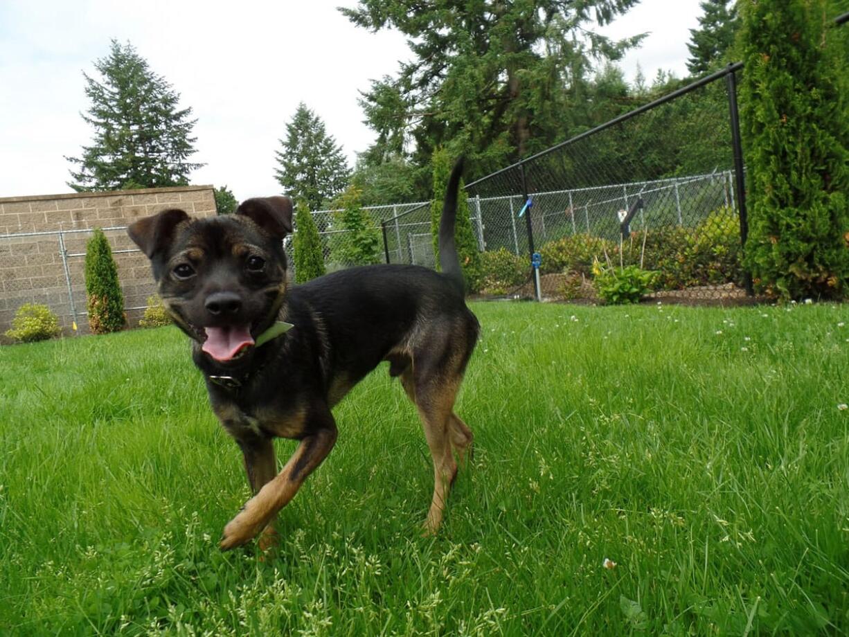 East Vancouver: Dalton enjoys one of two new off-leash Freedom Fence areas at the Humane Society of Southwest Washington.