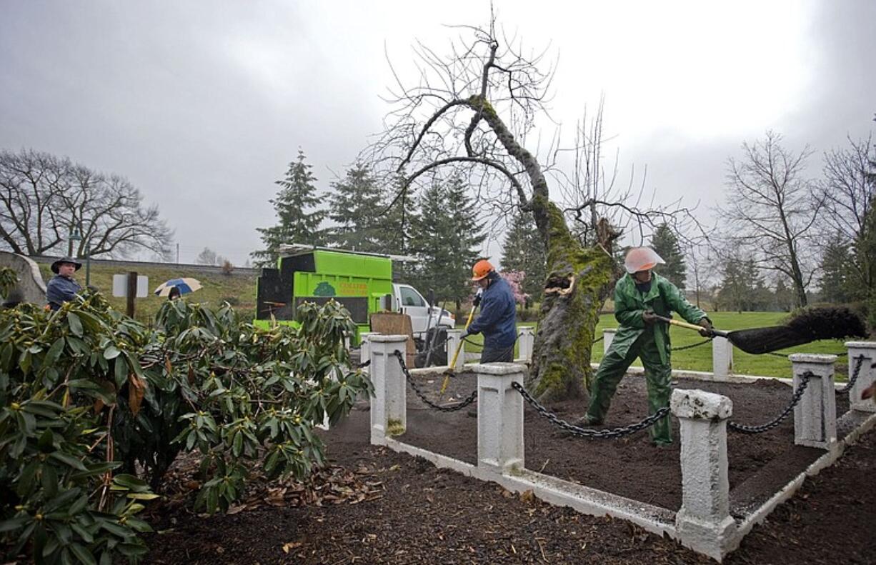 Lyle Feilmeir, left, and John Dale work Friday as part of a crew attempting to boost the health of the Northwest's oldest apple tree.