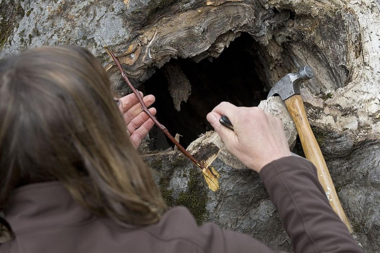 Laurie Thompson, a National Park Service orchardist, does a bridge graft over a cavity in Vancouver's Old Apple Tree.