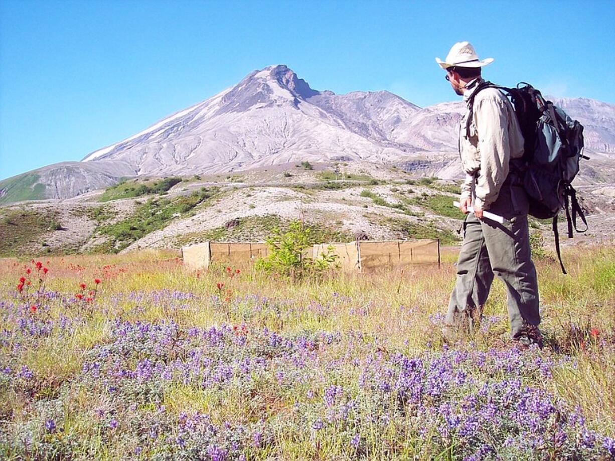 John Bishop, a scientist with Washington State University Vancouver, stands in a field of Lupine on the Pumice Plain at Mount St.