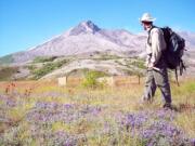 John Bishop, a scientist with Washington State University Vancouver, stands in a field of Lupine on the Pumice Plain at Mount St.